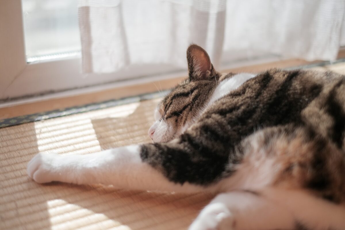 猫も人も快適に暮らすリノベーションポイント6選! 大阪でワンス